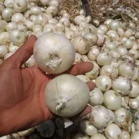 بذرپیاز