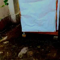 فروش لونه مرغ و خروس