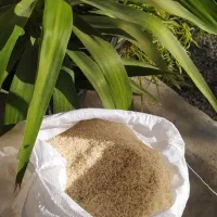 برنج فجر 90 روزه