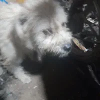 سگ پشمالو|سگ|اهواز, عین ۲|دیوار