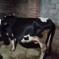 گاو ماده هلشتاین|حیوانات مزرعه|نظر کهریزی, |دیوار