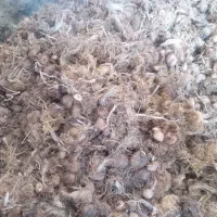 فروش انواع نهال میوه  بوته  توت فرنگی پیاز زعفران|خدمات باغبانی و درختکاری|مود, |دیوار