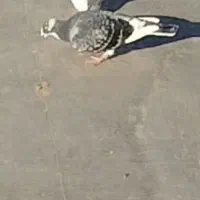 کبوتر گمشده