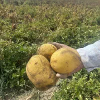 سیب زمینی تازه