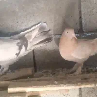 دوجفت مغز دار|پرنده|فارسان, |دیوار