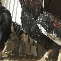 مرغ محلی در رستم