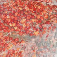 خرما|خوردنی و آشامیدنی|جم, |دیوار
