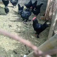 مرغ‌وخروس‌مرندی‌.جوجه