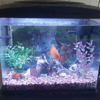 آکواریوم با قیمت فوق العاده|ماهی|رشت, آزادگان|دیوار