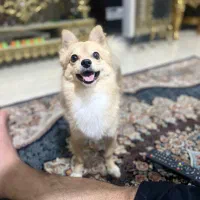 گمشده