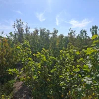 500-متر-باغچه-چهار-دیواری-تاپ-لوکیشن