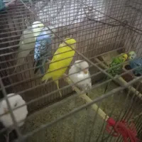 مرغ عشق