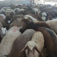 گوسفندکم چربی وقلم ابی مجلسی