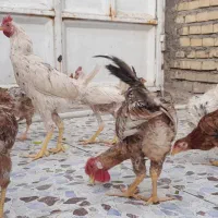مرغ و خروس عربی