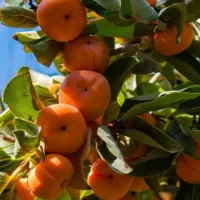 فروش خرمالو چیده شده در جعبه و اماده فروش