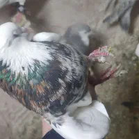 کبوتر|پرنده|اسفراین, |دیوار