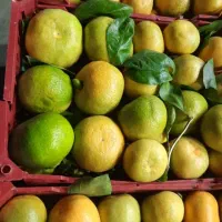 استخدام نیروی کار میوه فروشی