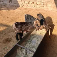 بزغاله‌چاق|حیوانات مزرعه|مهران (ایلام), |دیوار