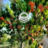 نهالستان پیران،نهال گردو ،نهال بادام ،نهال زردآلو|خدمات باغبانی و درختکاری|مراغه, |دیوار