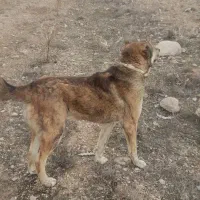 قیمت توافقی