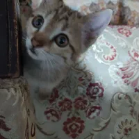 گربه بازیگوش