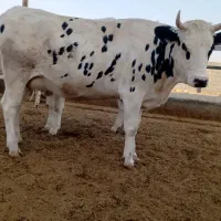 کارگر جهت کار در گاوداری