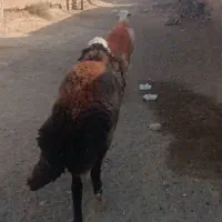 دو راس|حیوانات مزرعه|رشتخوار, |دیوار