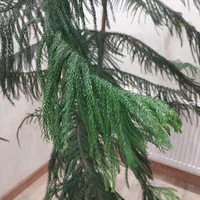 کاج مطبق|گل و گیاه طبیعی|تهران, نجات اللهی|دیوار