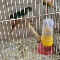 قناری|پرنده|خوی, |دیوار