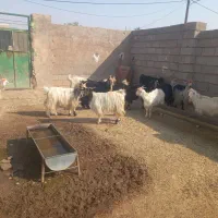 بز داشتی آبستن