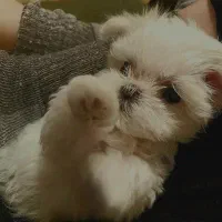 توله چشم دکمه ای فقط 3900