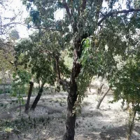 مقداری چوب ذغالی ودرخت های بادام توت گردو دیگر|خدمات باغبانی و درختکاری|رودهن, |دیوار