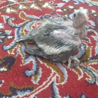 جوجه عروس هلندی