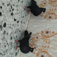 جفت زاغ آبادانی شادگان|پرنده|اهواز, آریاشهر|دیوار