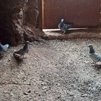 8تا زدخوردی