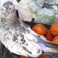 کفتر نک ریز