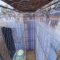 قفس کبوتر و مرغ