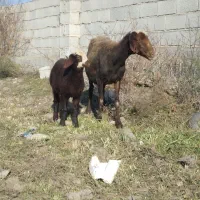 گوسفند داشتی بره دار بره ماده|حیوانات مزرعه|بندر ترکمن, |دیوار
