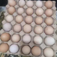 تخم مرغ محلی یکدست تازه