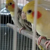 دو عدد عروس هلندی نر و ماده باهم جفت هستند|پرنده|اصفهان, قهجاورستان|دیوار