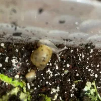 حلزون آلبینو|خزنده|بوشهر, |دیوار