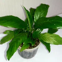 گل های ارزان