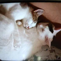 واگذاری حیوانات