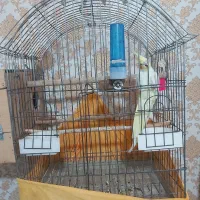 عروس هلندی.مرغ عشق،|پرنده|کرج, گلشهر|دیوار