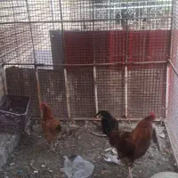 مرغ وخروس
