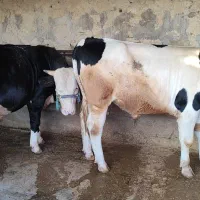 گاو|حیوانات مزرعه|مسجد سلیمان, |دیوار