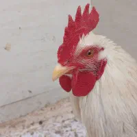 خروس چهل تاج زیبا|حیوانات مزرعه|مشهد, ابوذر|دیوار