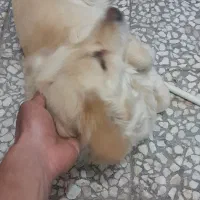 پامرین روباهی نژاد اصیل