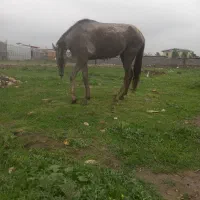 اسب نریان