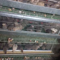 بلدرچین|حیوانات مزرعه|نسیم‌شهر, |دیوار